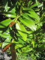 Bois de rongue - Erythroxylum laurifolium